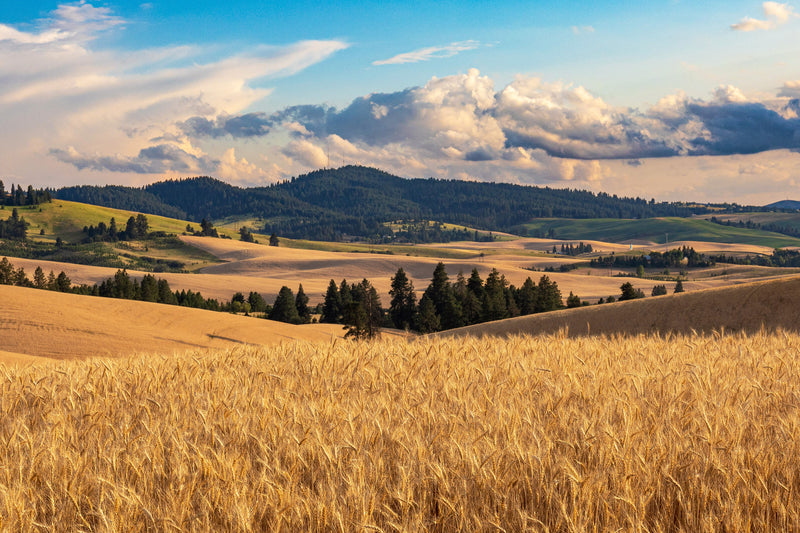 The Palouse
